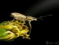 /album/coleoptera/naupactus-xanthographus-2-jpg/